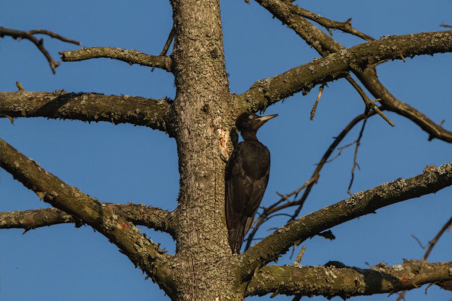 Black woodpecker (juodoji meleta).
